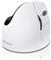 Evoluent VerticalMouse 4 Right Mac - mouse - Bluetooth - white